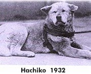 Hackiko filhote de Akita