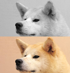 Canil de Akita