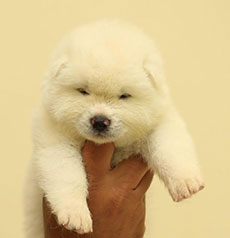  Canil de Akita