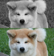  Canil de Akita