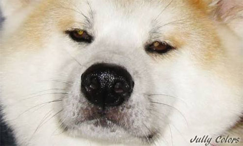 Akita Shiba filhote Inu canil