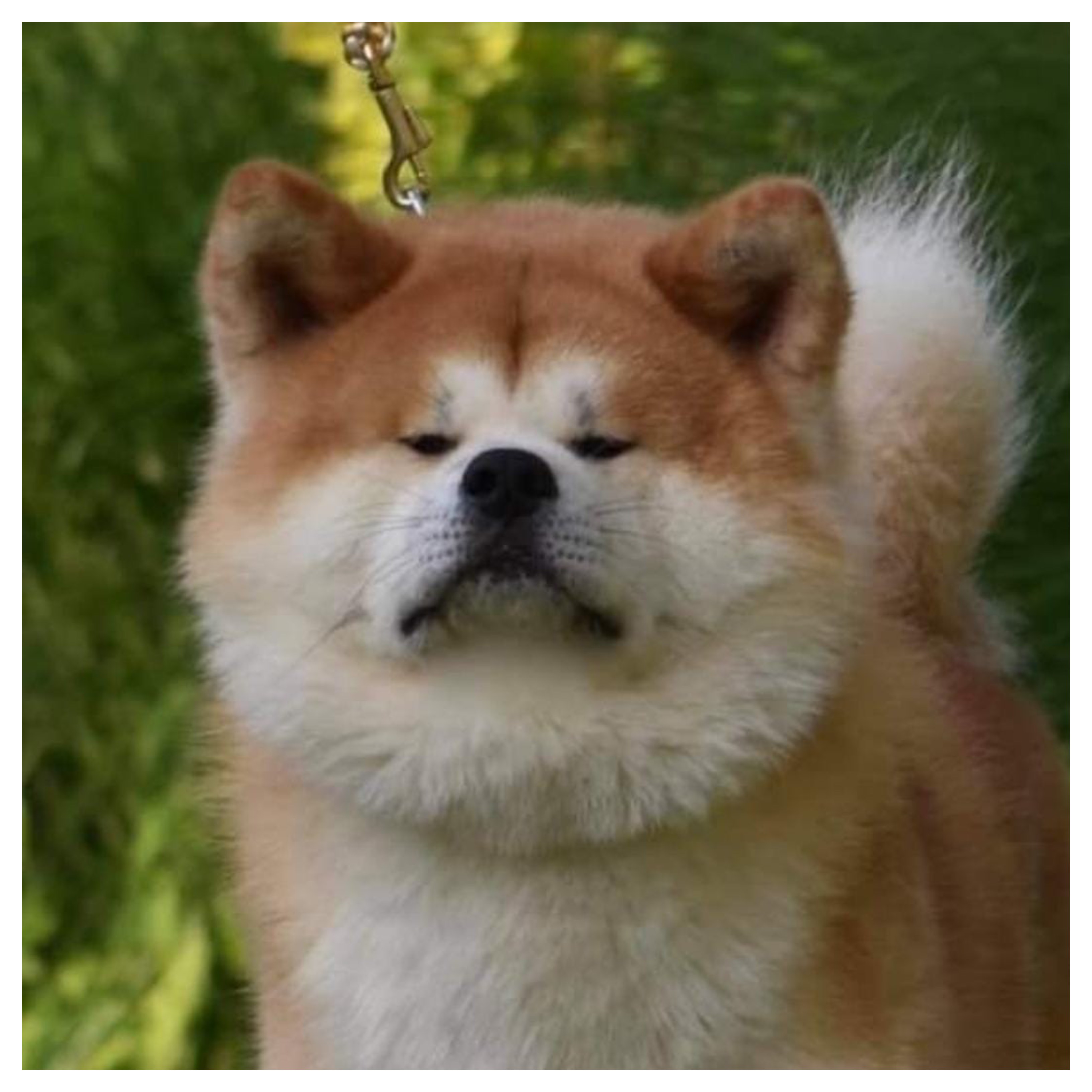 novidade akita
