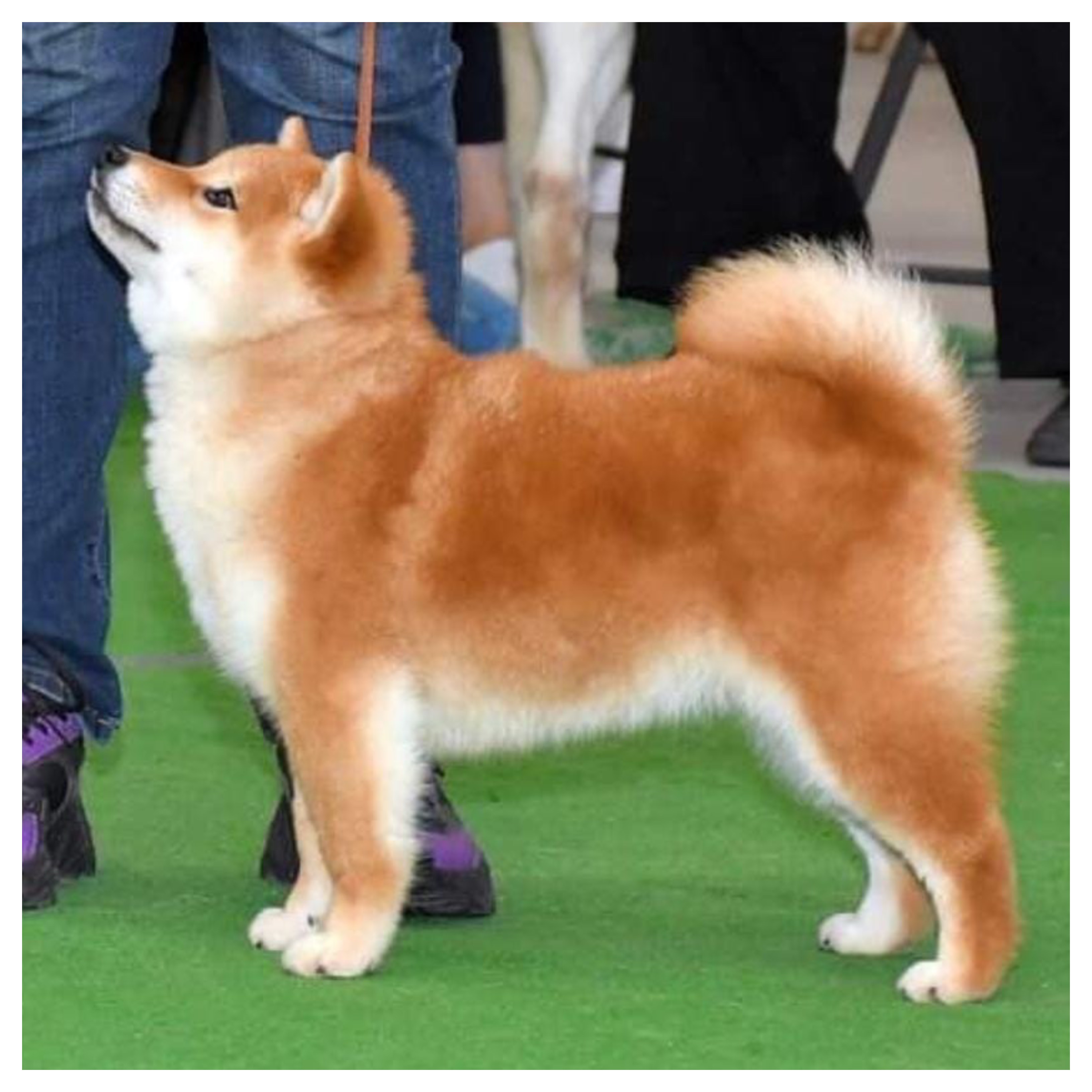 novidade akita