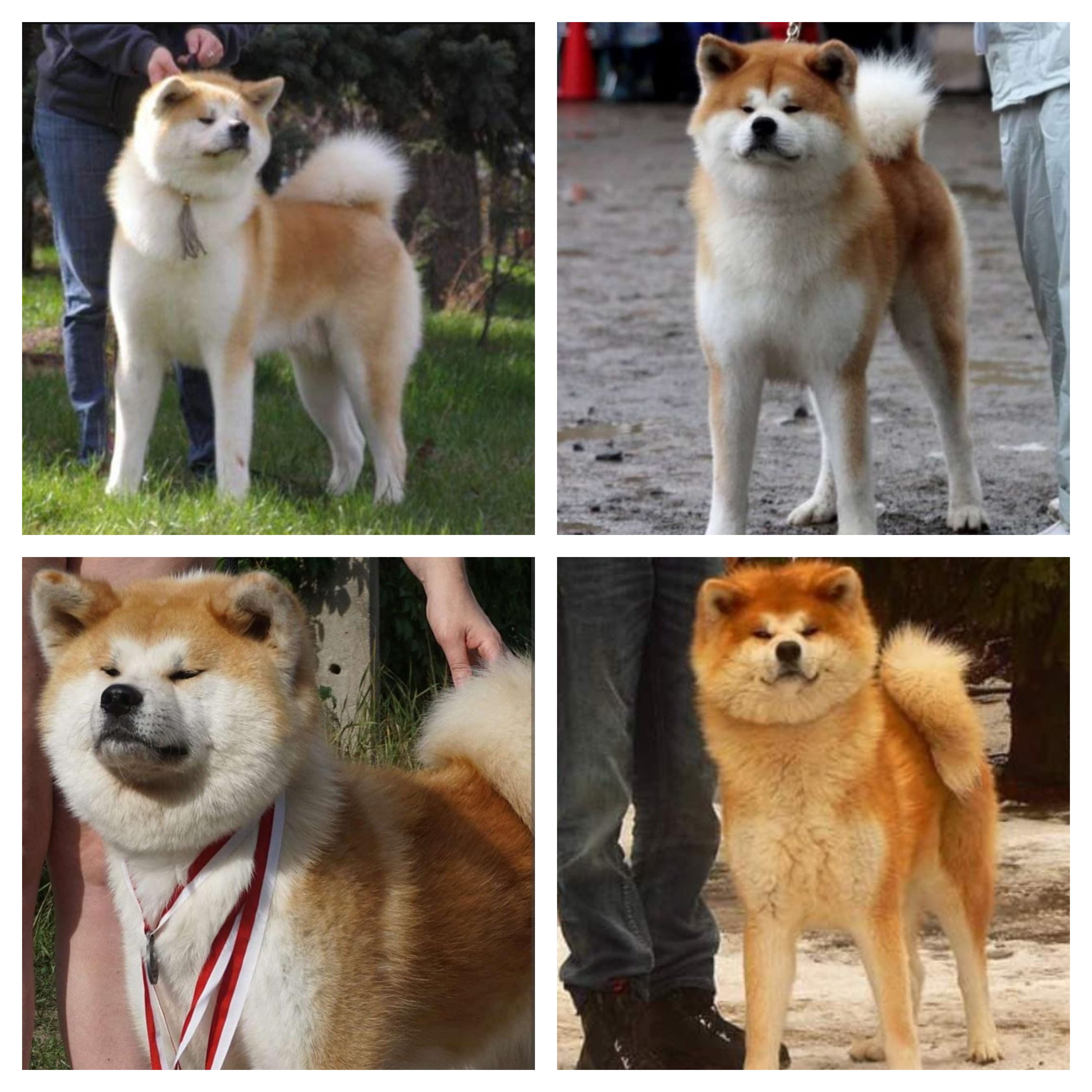novidade akita