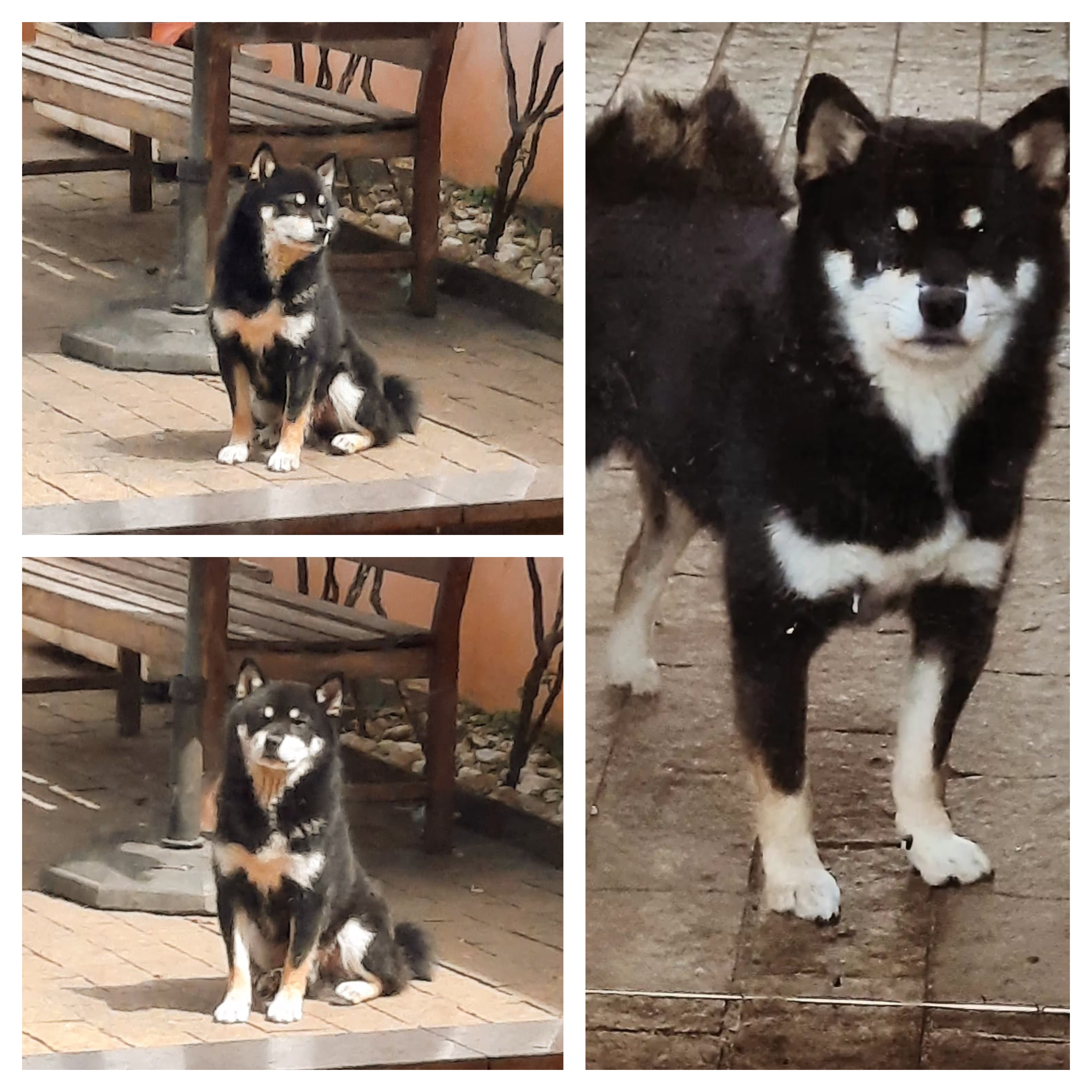 novidade-shiba