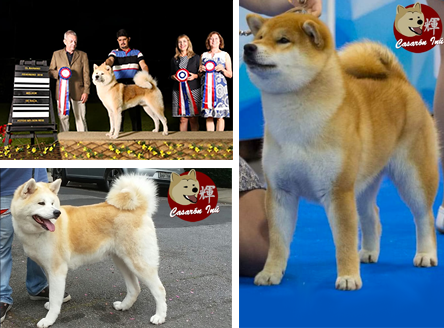 Akita Ahiba filhote Inu canil