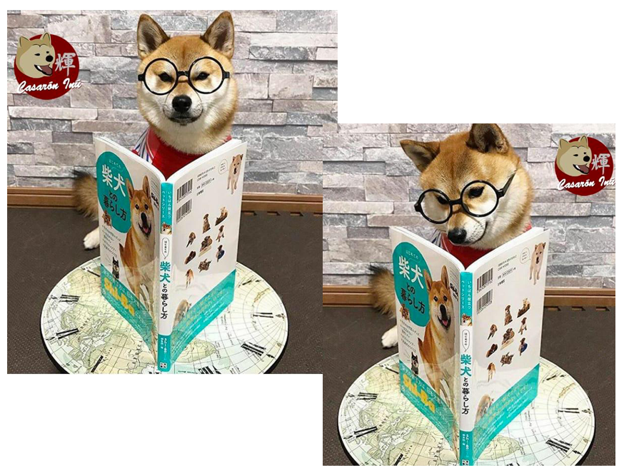 Akita Ahiba filhote Inu canil